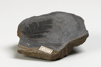 F 01025
<br/>
<br/>
<em></em>